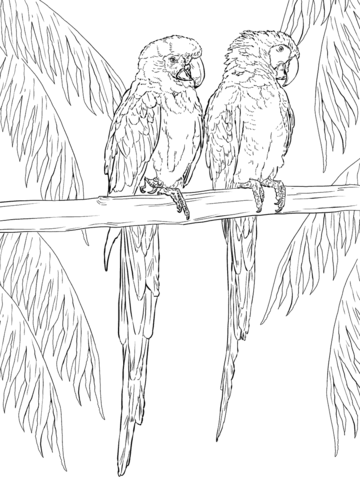 Two Scarlet Macaws On Perch Coloring Page